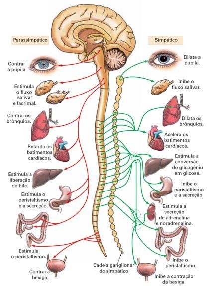 Anatomia e fisiologia do sistema nervoso humano