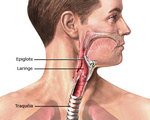 laringe - sistema respiratório