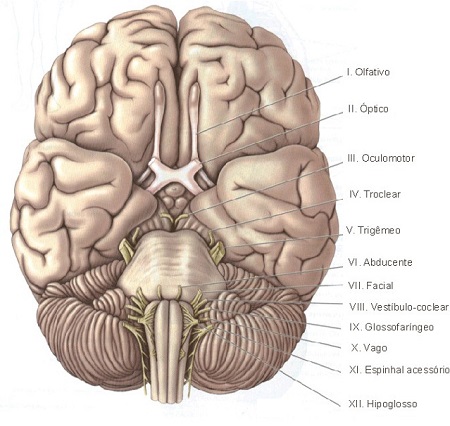 nervos cranianos