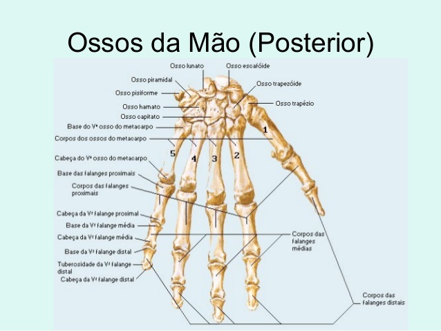 anatomia-da-mao-posterior