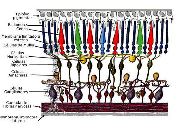 anatomia-retina