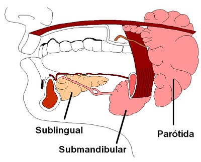 glandulas-salivares