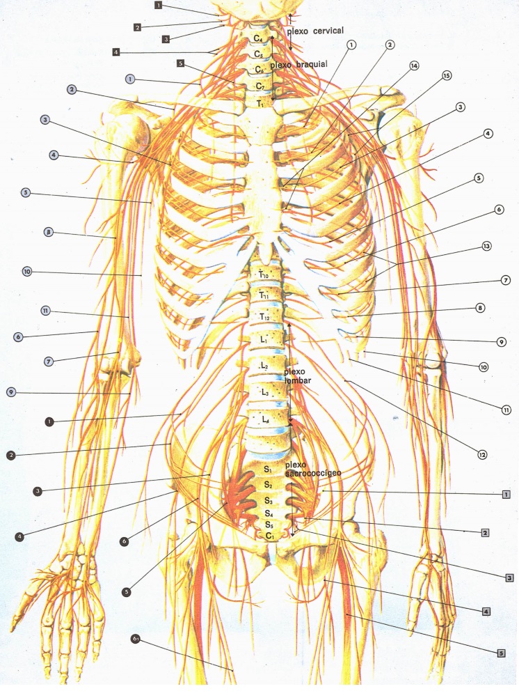 nervos-sistema-nervoso-periferico