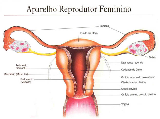 sistema-reprodutor-genital-feminino