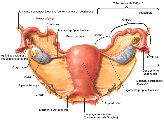 utero-anatomia