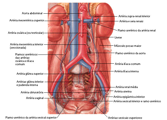 cavidade-aorta-abdominal