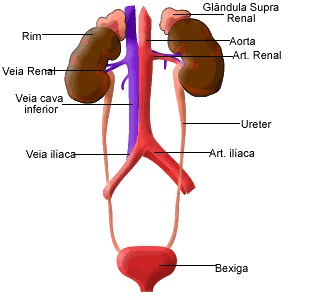 sistema renal
